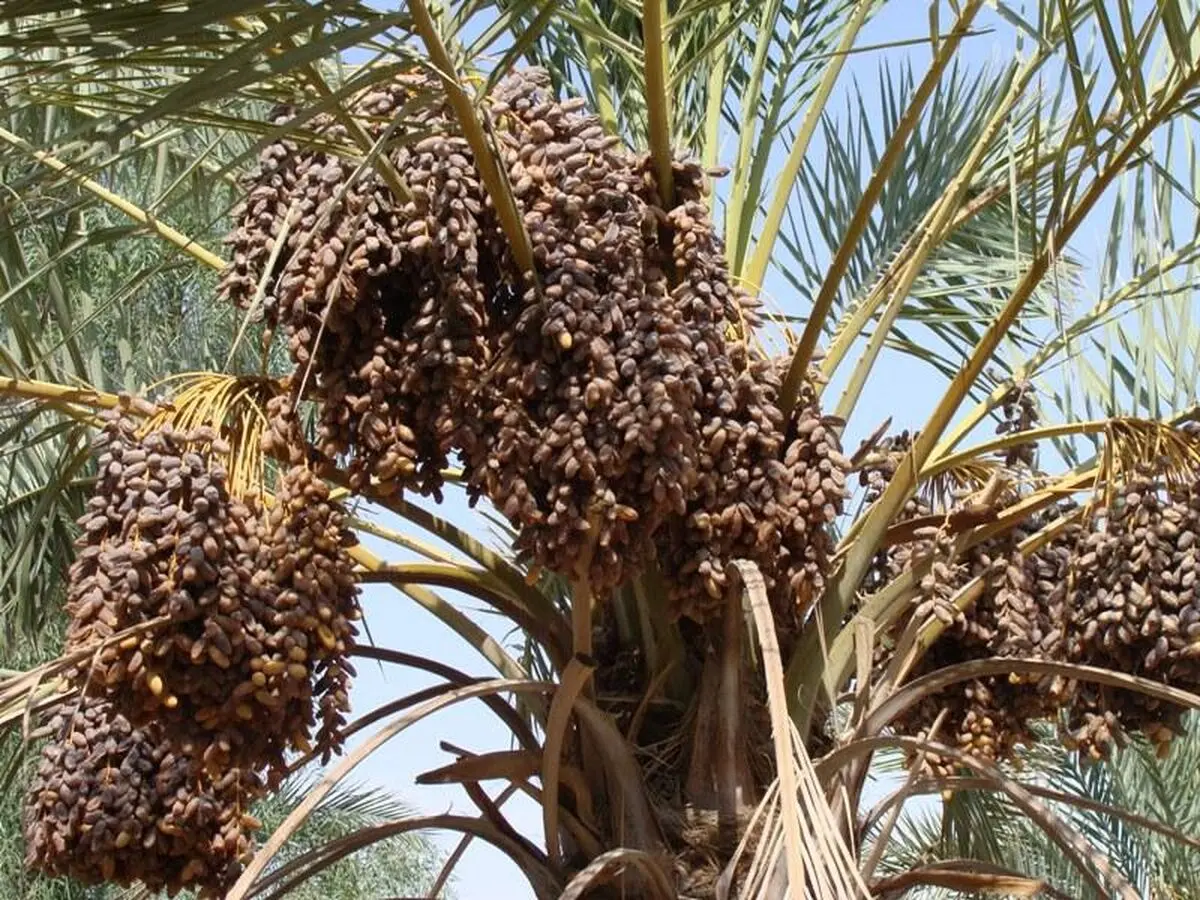 Iran second largest producer of dates in world: official