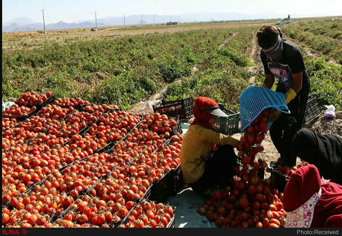 کاهش 10 تا 15 تنی برداشت گوجه فرنگی در آبدان‌/ قطب تولید گوجه‌فرنگی کشور  در دام بی‌توجهی مسئولان 