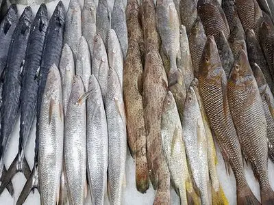 چرا ما به شما ماهی جنوب را پیشنهاد می‌کنیم؟