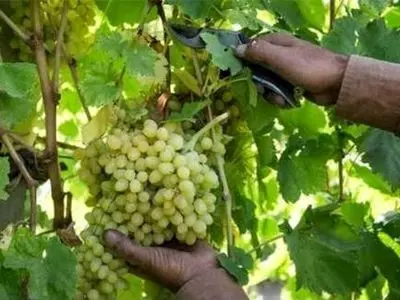 3 هزار 800 تن انگور از تاکستان های استان برداشت می شود