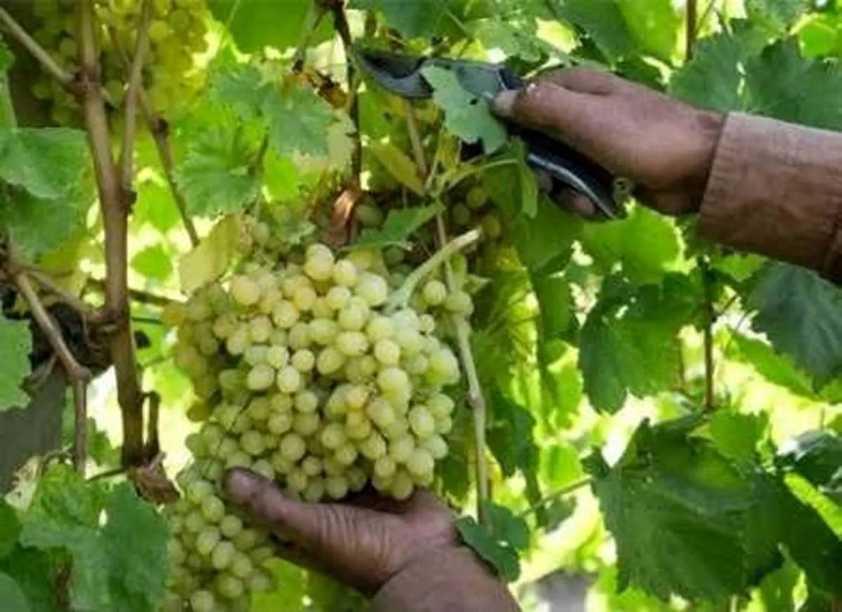 3 هزار 800 تن انگور از تاکستان های استان برداشت می شود
