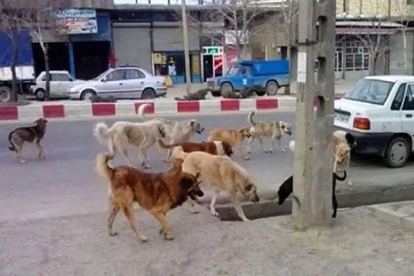 افزایش ۱.۵ برابری حیوان گزیدگی در شهرستان مهاباد