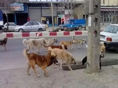 افزایش ۱.۵ برابری حیوان گزیدگی در شهرستان مهاباد
