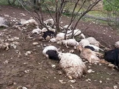 حمله حیوان درنده به دام‌های یکی دامدار روستایی در کهگیلویه و بویراحمد