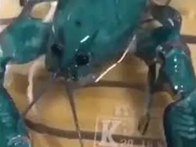 خرچنگی که مثل آفتاب‌پرست تغییر رنگ می‌دهد! + فیلم