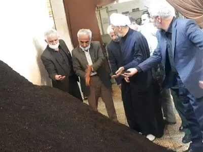 خرید ۳۸ هزار تُن برگ سبز چای از چایکاران شمال کشور