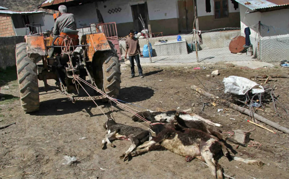 رد ورود سویه جدید بیماری تب برفکی به کشور/ تلفات دام‌ها به دلیل عدم رعایت مسائل ایمنی زیستی اتفاق افتاده است