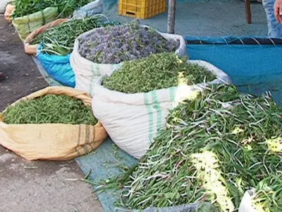 گیاهان دارویی نان بهاری ساکنان بومی آذربایجان غربی/ جوانان بیکار روزی خود را در دامنه کوه‌ها جست‌وجو می‌کنند