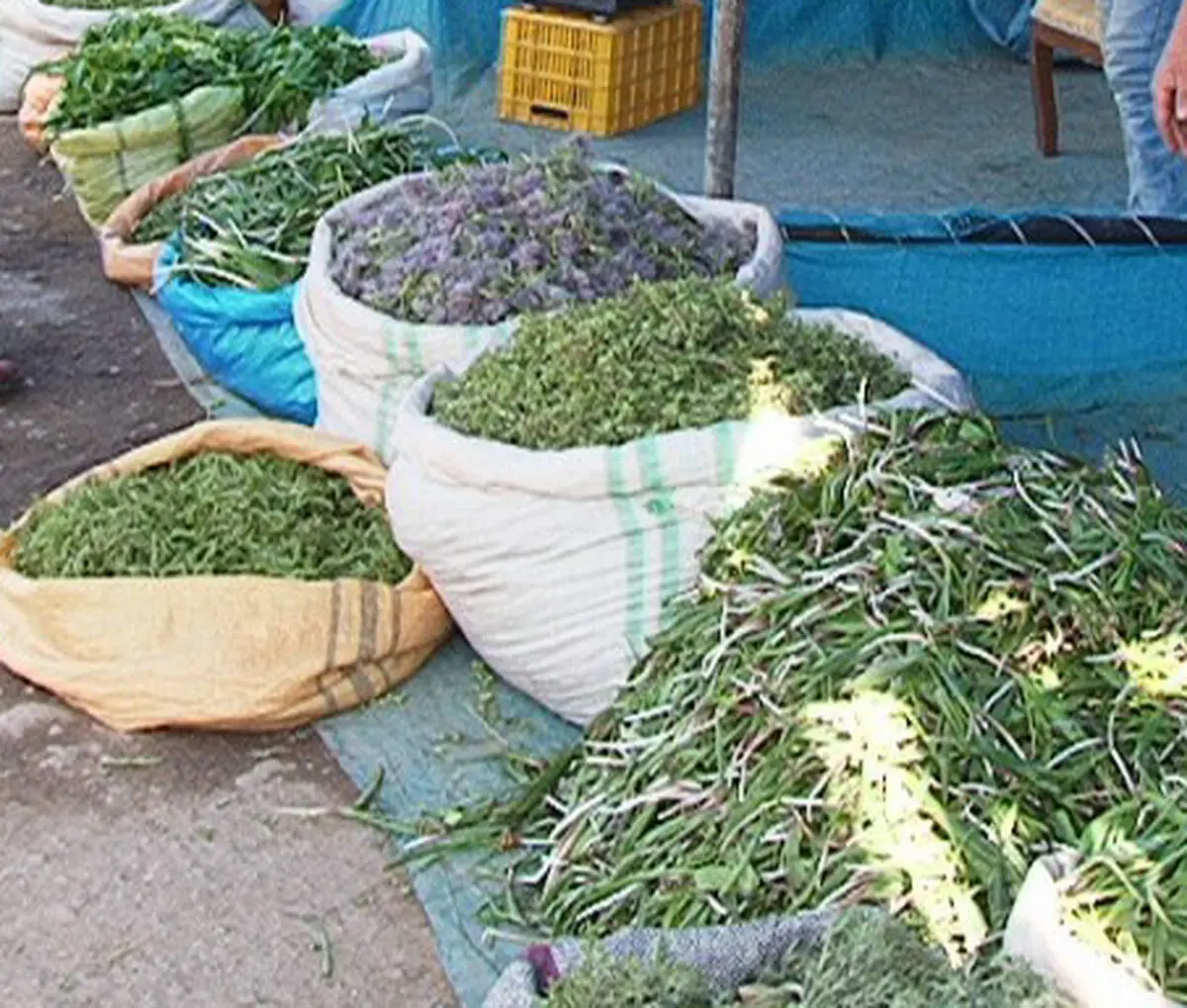 گیاهان دارویی نان بهاری ساکنان بومی آذربایجان غربی/ جوانان بیکار روزی خود را در دامنه کوه‌ها جست‌وجو می‌کنند