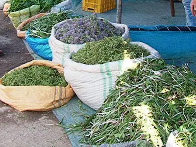 گیاهان دارویی نان بهاری ساکنان بومی آذربایجان غربی/ جوانان بیکار روزی خود را در دامنه کوه‌ها جست‌وجو می‌کنند