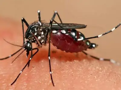 بررسی آخرین وضعیت تب دنگی و قتل پزشک یاسوجی در نشست هفته جاری کمیسیون بهداشت