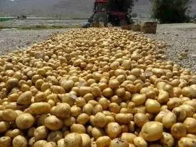 برگشت‌خوردن سیب زمینی از ترکمنستان صحت ندارد 