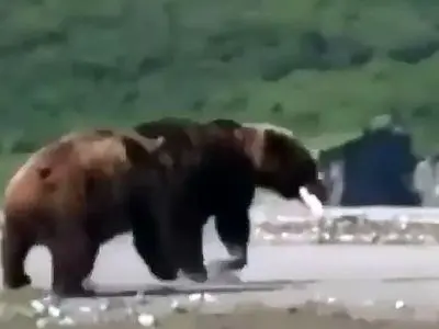 درگیری ترسناک دو خرس قهوه ای به خاطر یک ماهی! + فیلم