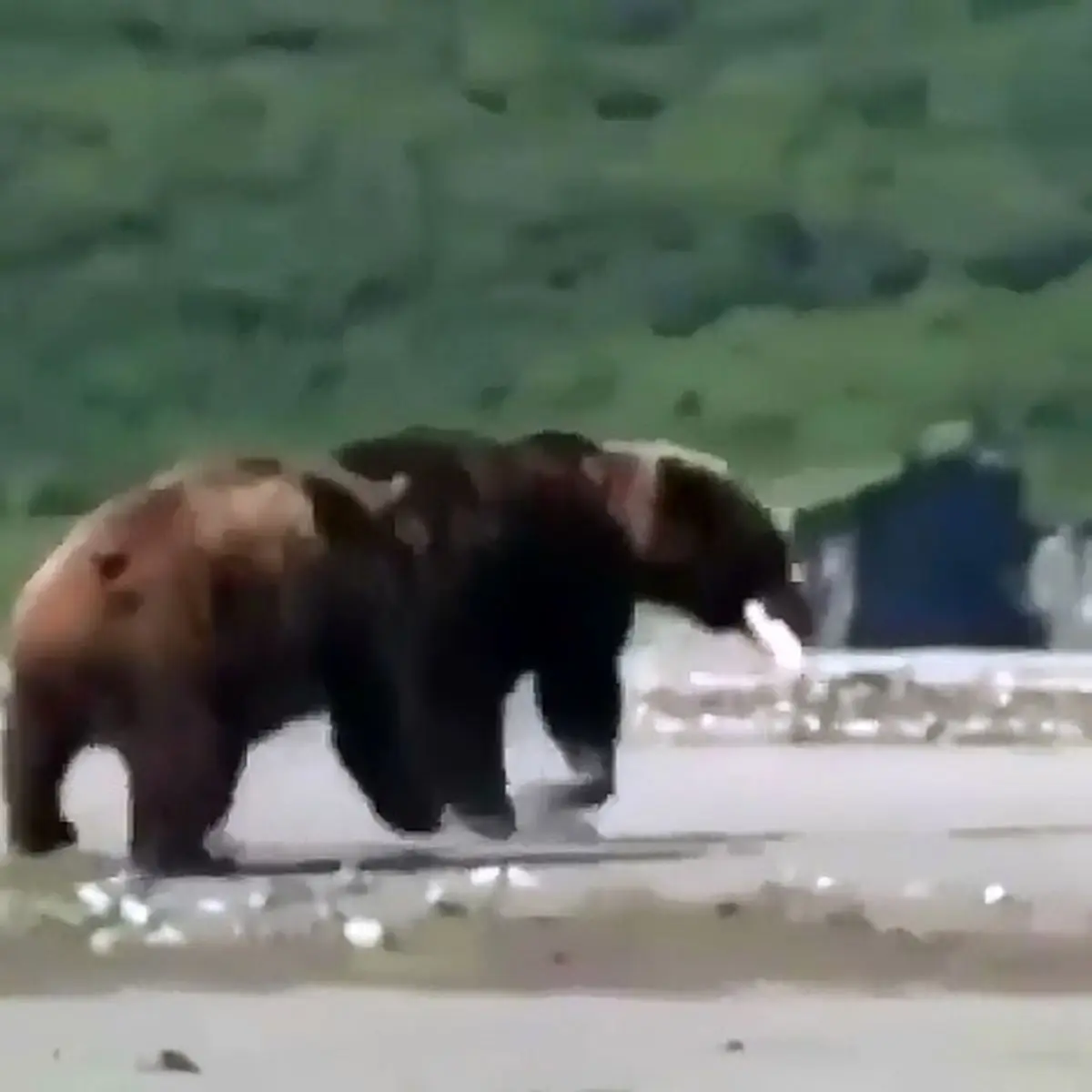 درگیری ترسناک دو خرس قهوه ای به خاطر یک ماهی! + فیلم