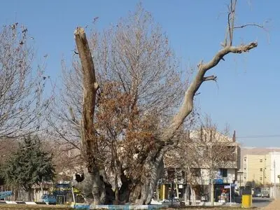 ثبت چنار سوخته شاهرود در فهرست میراث طبیعی ملی