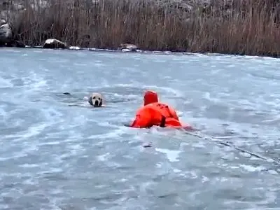 نجات معجزه‌آسای سگ در برکه یخ‌زده + فیلم