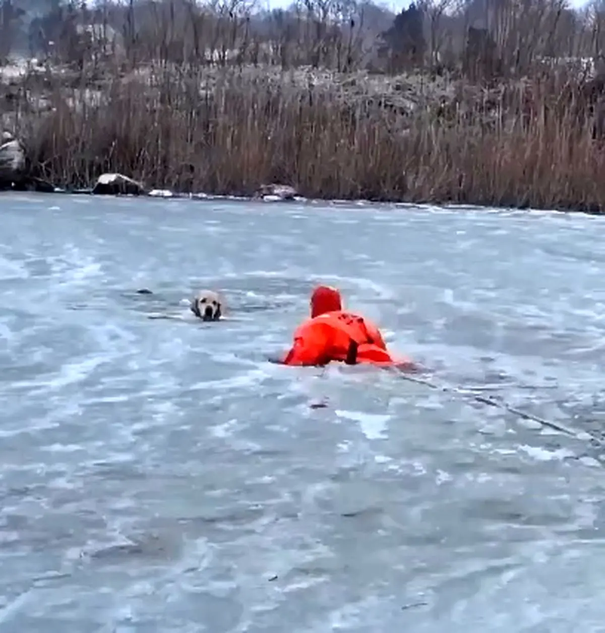 نجات معجزه‌آسای سگ در برکه یخ‌زده + فیلم