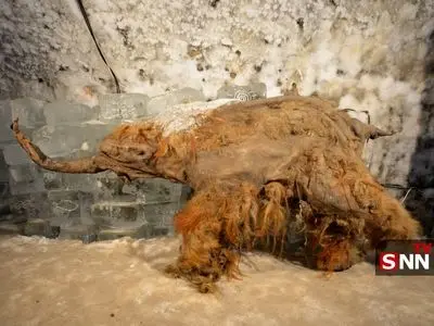 قدیمی‌ترین RNA دنیا از بقایای ماموتی ۴۰هزار ساله استخراج شد