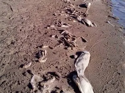 مرگ هزاران ماهی و میلیون‌ها بچه ماهی در رودخانه هیرمند