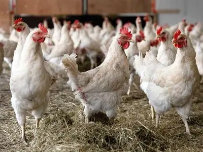 شناسایی ۴۳ کانون بیماری آنگارای طیور در خراسان رضوی