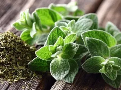 آویشن؛ گیاه معجزه‌آسا برای تقویت سیستم ایمنی و درمان سرماخوردگی