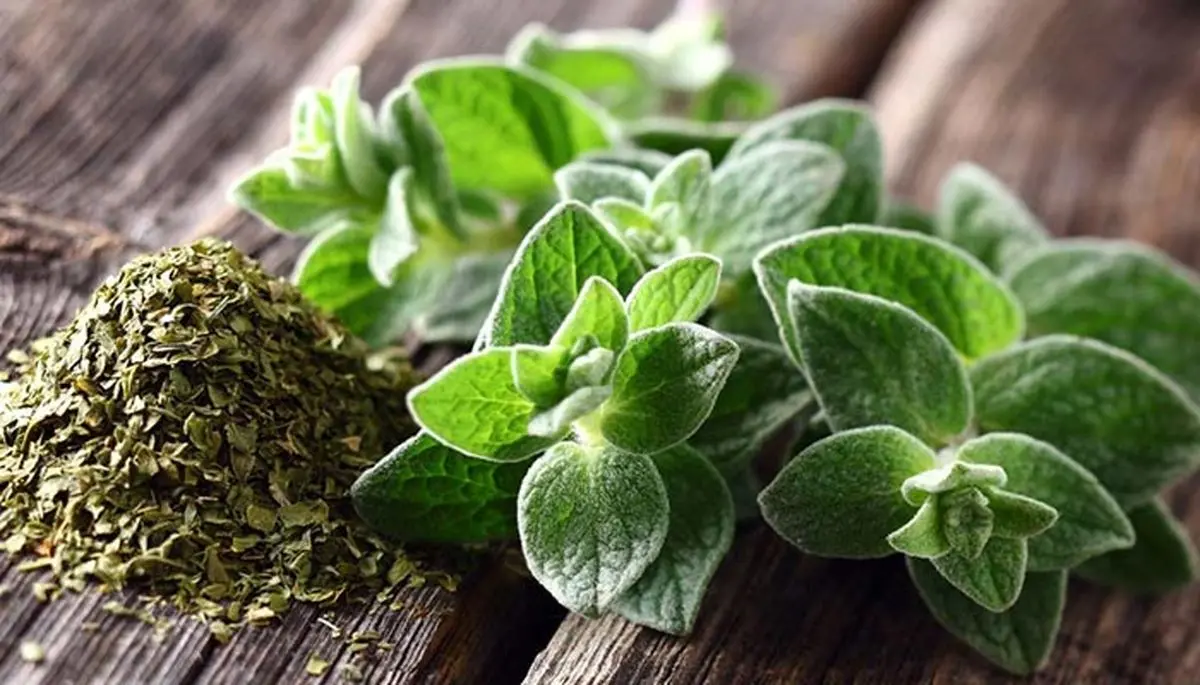 آویشن؛ گیاه معجزهآسا برای تقویت سیستم ایمنی و درمان سرماخوردگی