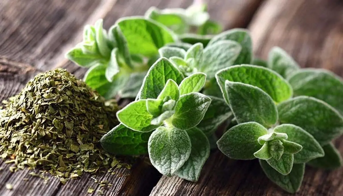 آویشن؛ گیاه معجزه‌آسا برای تقویت سیستم ایمنی و درمان سرماخوردگی