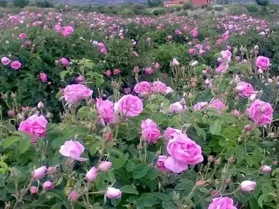ثبت «گل رز» عربستان ربطی به «گل محمدی» ایران ندارد