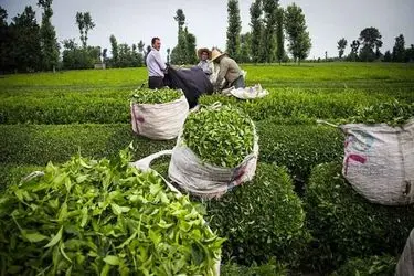 مطالبات چایکاران پس از ۵ ماه پرداخت نشده است