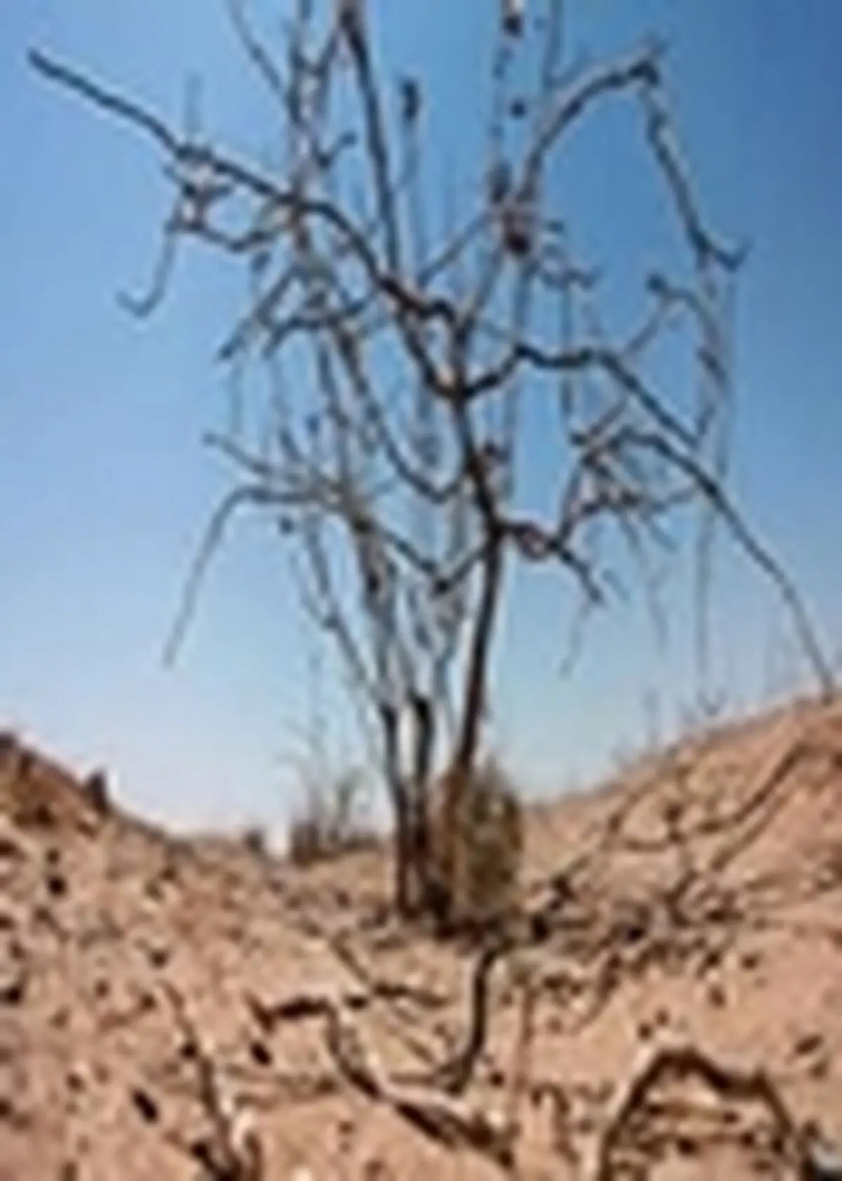 مقابله با خشکسالی در بخش کشاورزی نیازمند راهکار علمی است