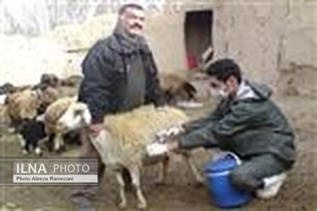 بیش از 93 هزار راس دام در زنجان، علیه بیماری بروسلوز واکسینه شدند