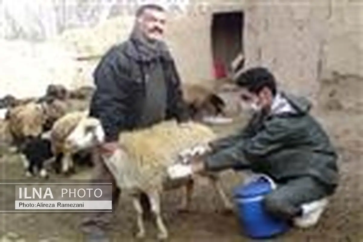 بیش از 93 هزار راس دام در زنجان، علیه بیماری بروسلوز واکسینه شدند