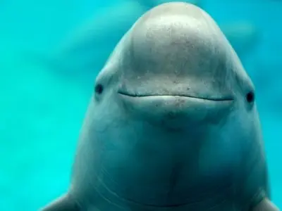 علت مرگ گرازماهی‌ها در خلیج فارس؛ از تورهای صیادی تا برخورد با شناورها