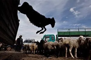 کاهش ۳۰ درصدی قیمت دام زنده در بازار/ گرانی دام سبک در کشور‌های خلیج فارس