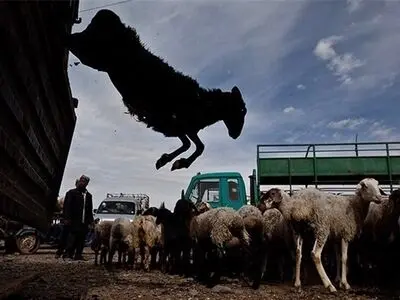 کاهش ۳۰ درصدی قیمت دام زنده در بازار/ گرانی دام سبک در کشور‌های خلیج فارس