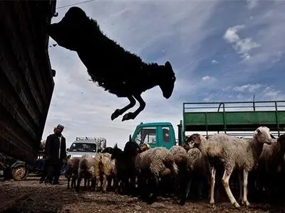 کاهش ۳۰ درصدی قیمت دام زنده در بازار/ گرانی دام سبک در کشور‌های خلیج فارس