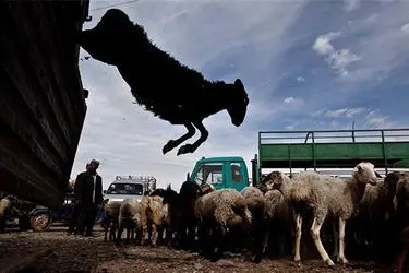 کاهش ۳۰ درصدی قیمت دام زنده در بازار/ گرانی دام سبک در کشور‌های خلیج فارس