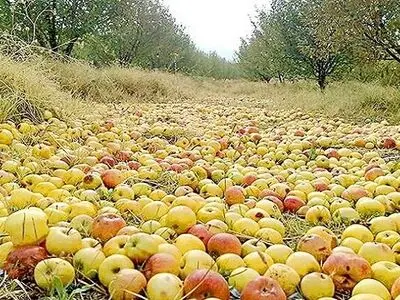 راه اندازی ۸۰ مرکز بهداشتی دپوی سیب در آذربایجان غربی 