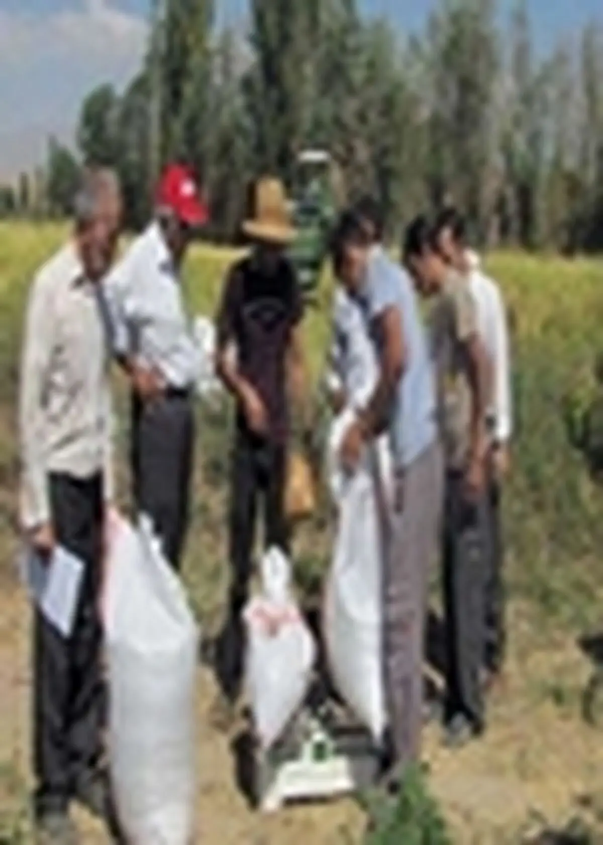 کیل گیری از مزرعه شاخص برنج در شهرستان میانه انجام شد