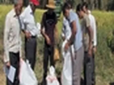 کیل گیری از مزرعه شاخص برنج در شهرستان میانه انجام شد