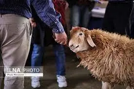 نظارت ۱۲ اکیپ ثابت و ۱۸ اکیپ سیار بر ذبح دام در لرستان