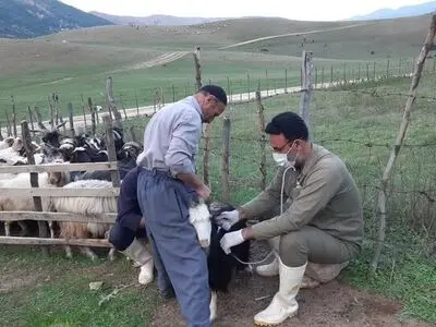 طرح ملی واکسیناسیون رایگان بیماری طاعون نشخوارکنندگان تمدید شد