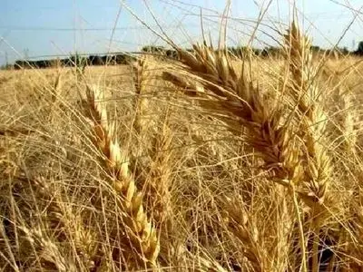 معرفی ارقام جدید گندم با مصرف ۲۵ درصد آب کمتر