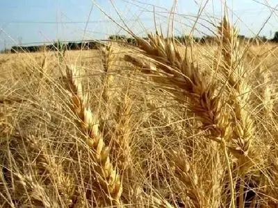 معرفی ارقام جدید گندم با مصرف ۲۵ درصد آب کمتر