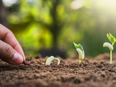 تولید سالانه ۶۰۰ هزار بذر و نهال توسط شرکت بذر و نهال رضوی