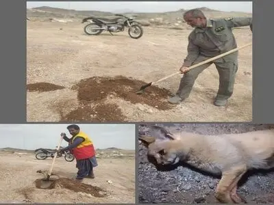 گربه سان نادر در جنوب سیستان و بلوچستان تلف شد