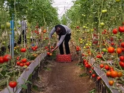 رویکرد کشاورزی یزد کشت های متراکم و گلخانه‌ای است/  بافق تنها مرکز رسمی تکثیر تیلاپیا در کشور
