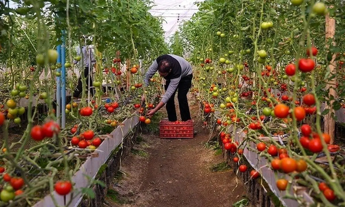 تهران رتبه نخست کشور در کشت گلخانه ای