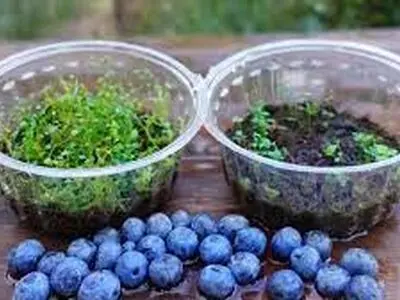 به همین راحتی در خانه بلوبری بکارید+ فیلم