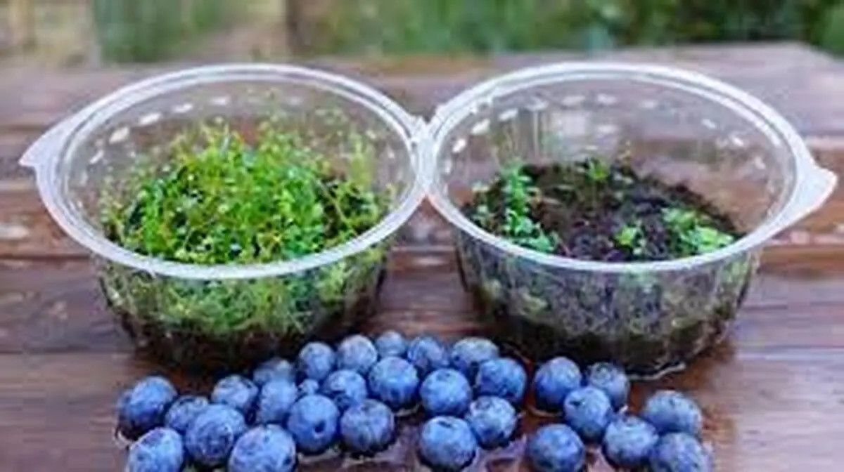 به همین راحتی در خانه بلوبری بکارید+ فیلم
